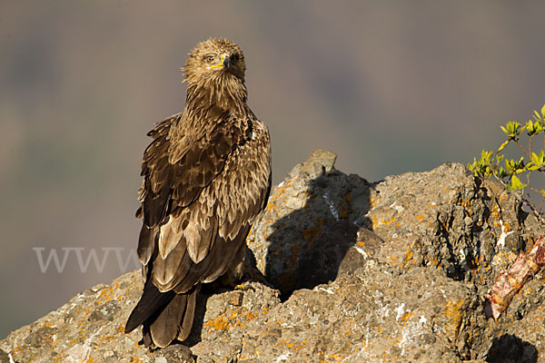 Savannenadler (Aquila rapax)