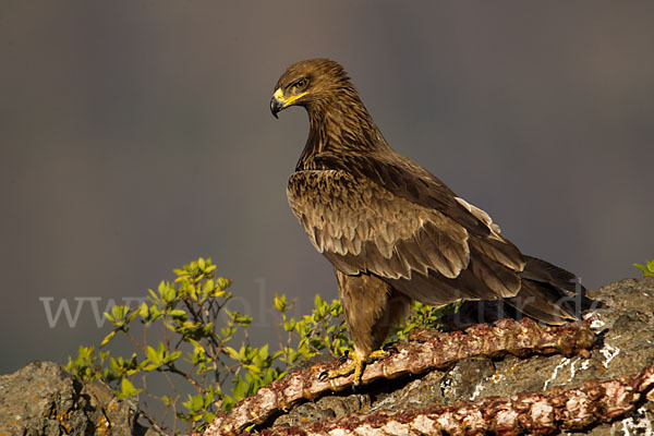 Savannenadler (Aquila rapax)