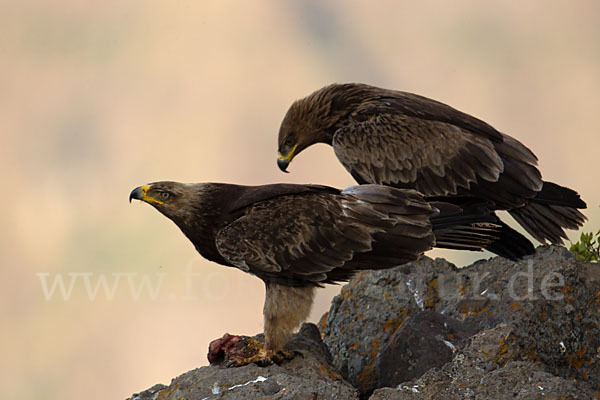 Savannenadler (Aquila rapax)