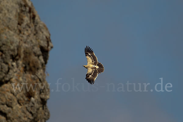 Savannenadler (Aquila rapax)