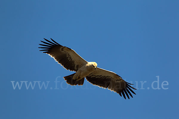 Savannenadler (Aquila rapax)