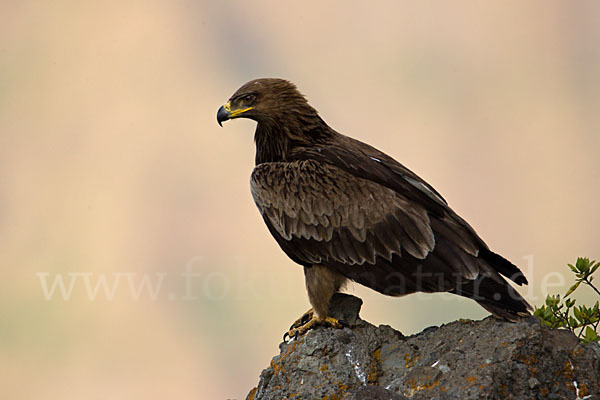 Savannenadler (Aquila rapax)