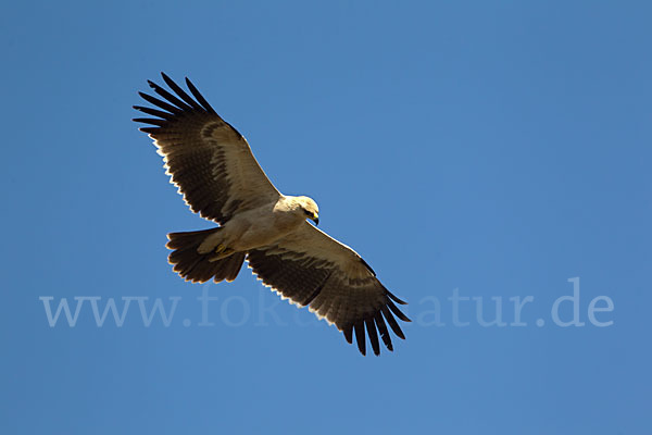 Savannenadler (Aquila rapax)