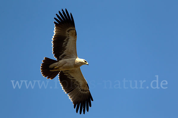 Savannenadler (Aquila rapax)