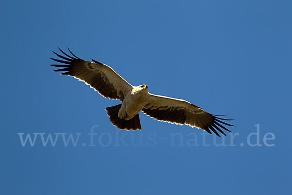 Savannenadler (Aquila rapax)