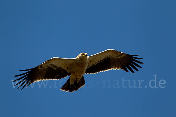 Savannenadler (Aquila rapax)