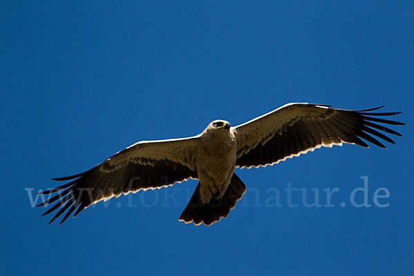 Savannenadler (Aquila rapax)