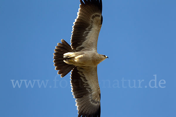 Savannenadler (Aquila rapax)