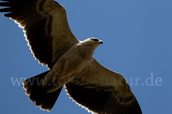 Savannenadler (Aquila rapax)