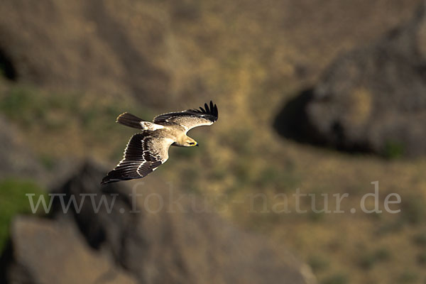 Savannenadler (Aquila rapax)