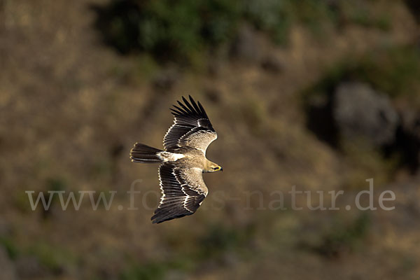 Savannenadler (Aquila rapax)