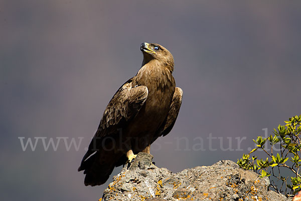 Savannenadler (Aquila rapax)