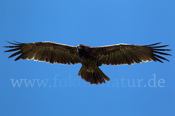 Savannenadler (Aquila rapax)