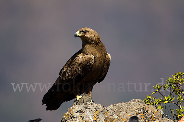 Savannenadler (Aquila rapax)