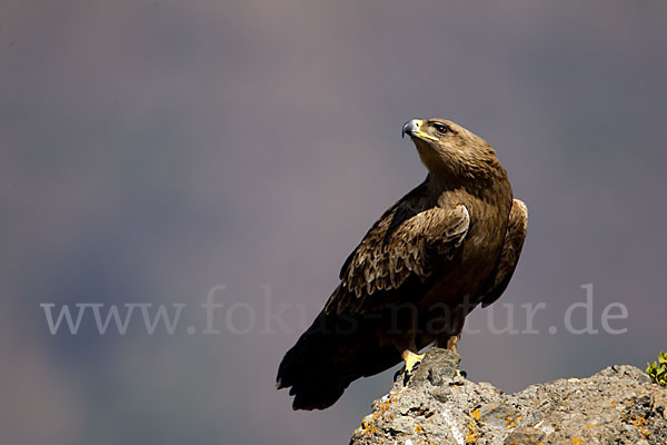 Savannenadler (Aquila rapax)