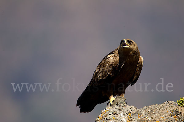 Savannenadler (Aquila rapax)