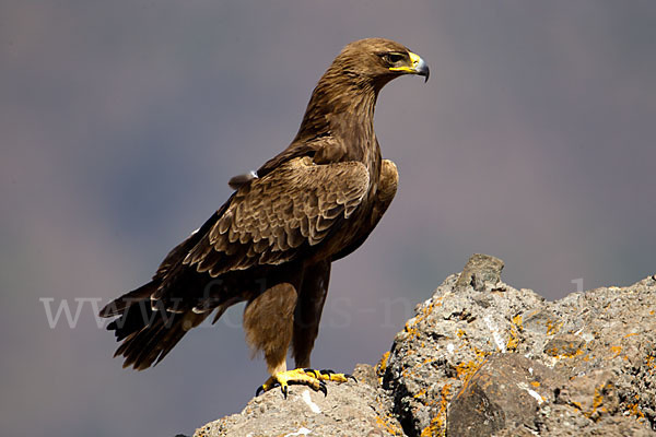 Savannenadler (Aquila rapax)