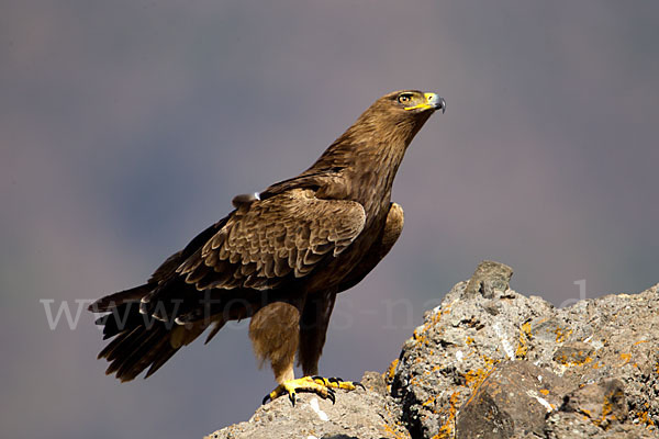 Savannenadler (Aquila rapax)