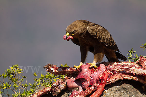 Savannenadler (Aquila rapax)