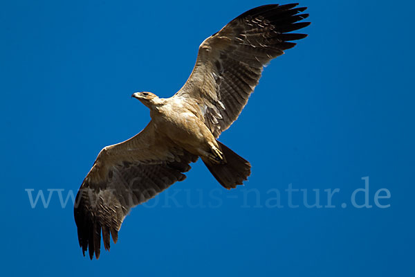 Savannenadler (Aquila rapax)