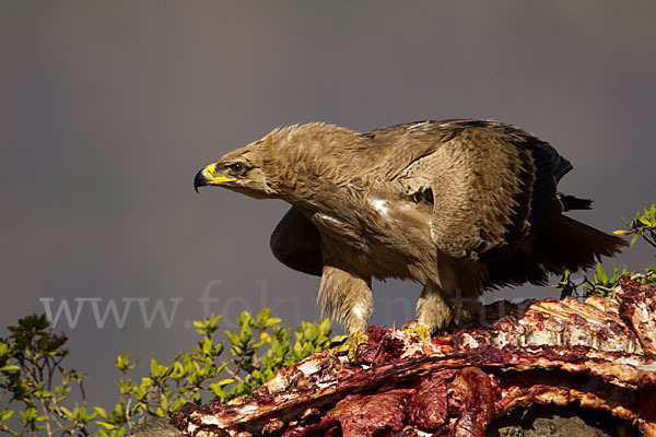 Savannenadler (Aquila rapax)