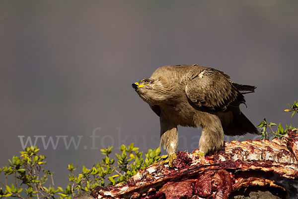 Savannenadler (Aquila rapax)