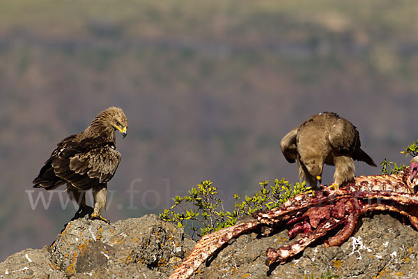 Savannenadler (Aquila rapax)