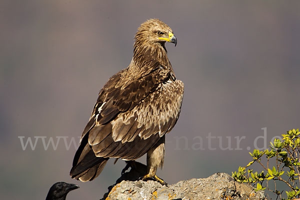 Savannenadler (Aquila rapax)