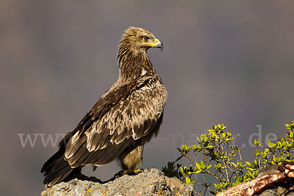 Savannenadler (Aquila rapax)