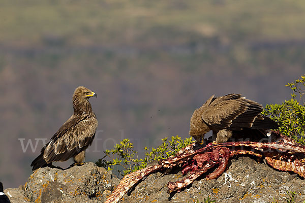 Savannenadler (Aquila rapax)