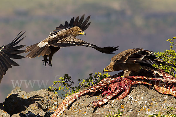 Savannenadler (Aquila rapax)