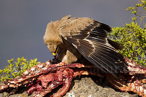 Savannenadler (Aquila rapax)