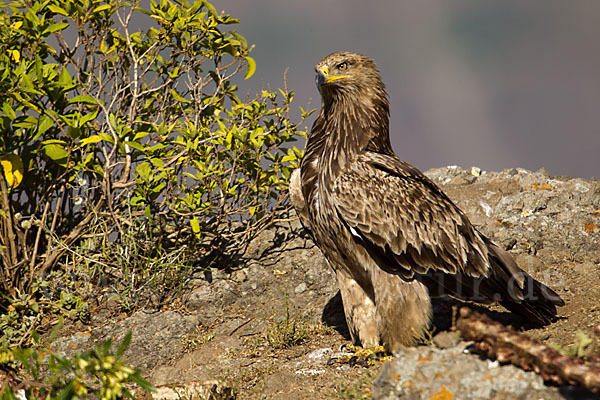 Savannenadler (Aquila rapax)