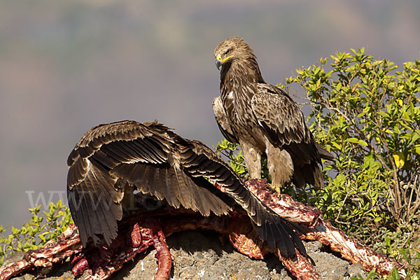 Savannenadler (Aquila rapax)