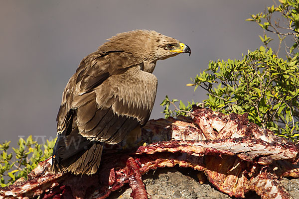 Savannenadler (Aquila rapax)