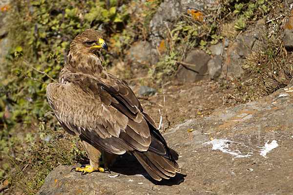 Savannenadler (Aquila rapax)