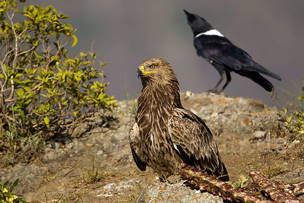 Savannenadler (Aquila rapax)