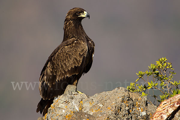 Savannenadler (Aquila rapax)