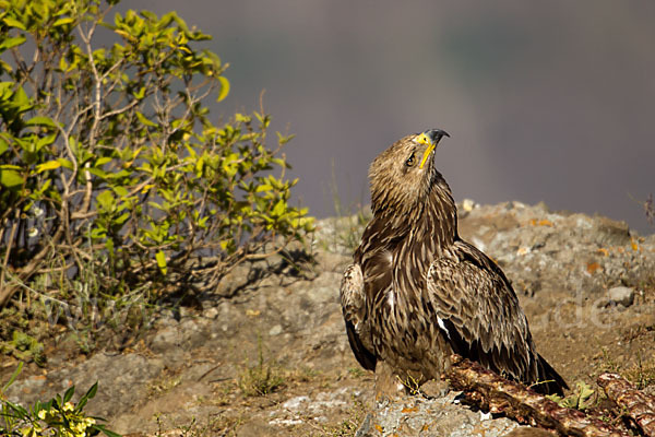 Savannenadler (Aquila rapax)