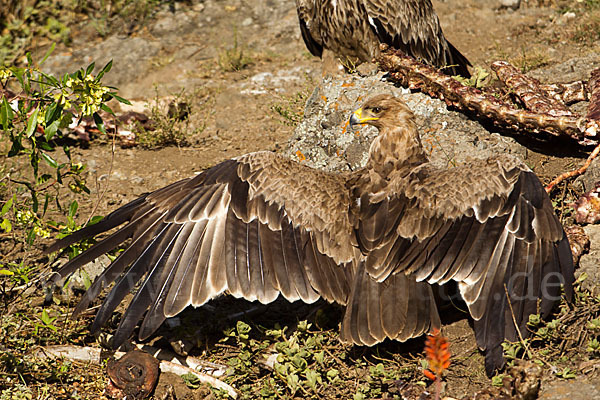 Savannenadler (Aquila rapax)