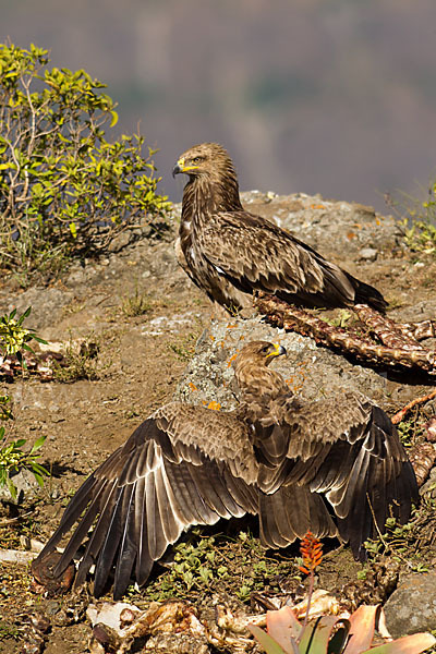 Savannenadler (Aquila rapax)