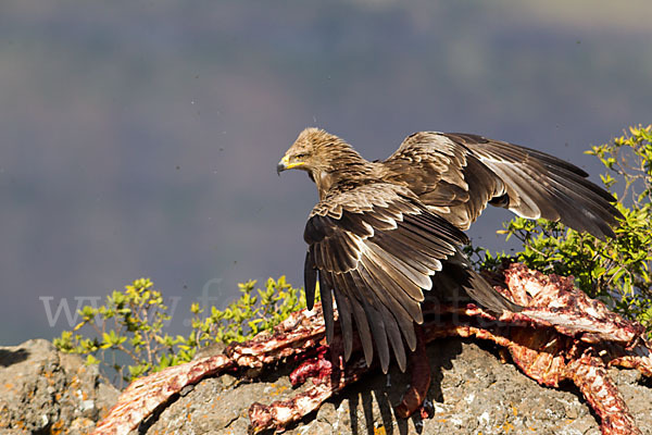 Savannenadler (Aquila rapax)