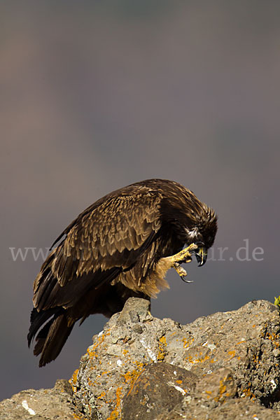 Savannenadler (Aquila rapax)