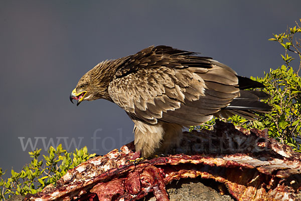 Savannenadler (Aquila rapax)