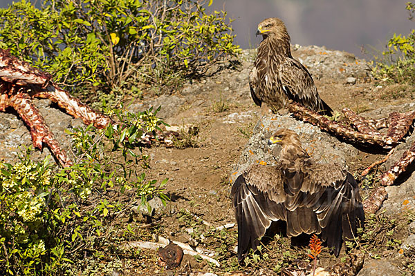 Savannenadler (Aquila rapax)