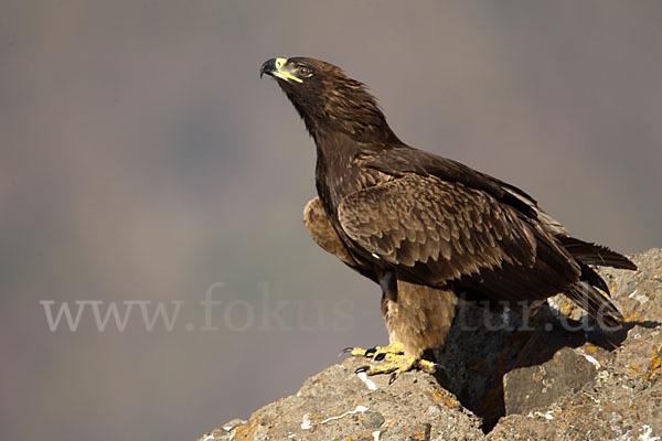 Savannenadler (Aquila rapax)