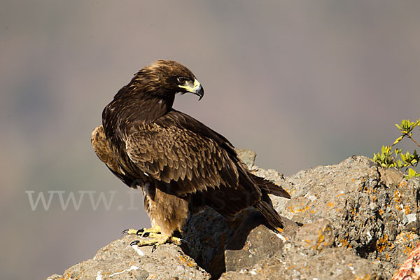 Savannenadler (Aquila rapax)