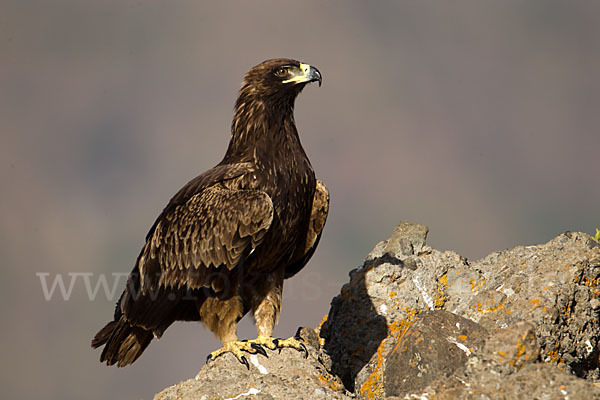 Savannenadler (Aquila rapax)