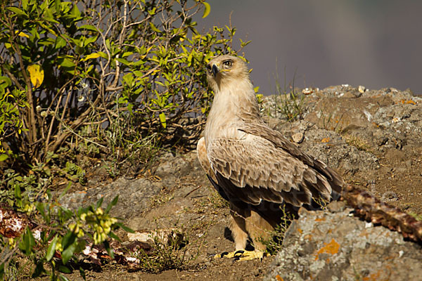 Savannenadler (Aquila rapax)