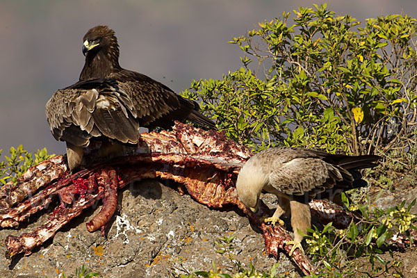 Savannenadler (Aquila rapax)